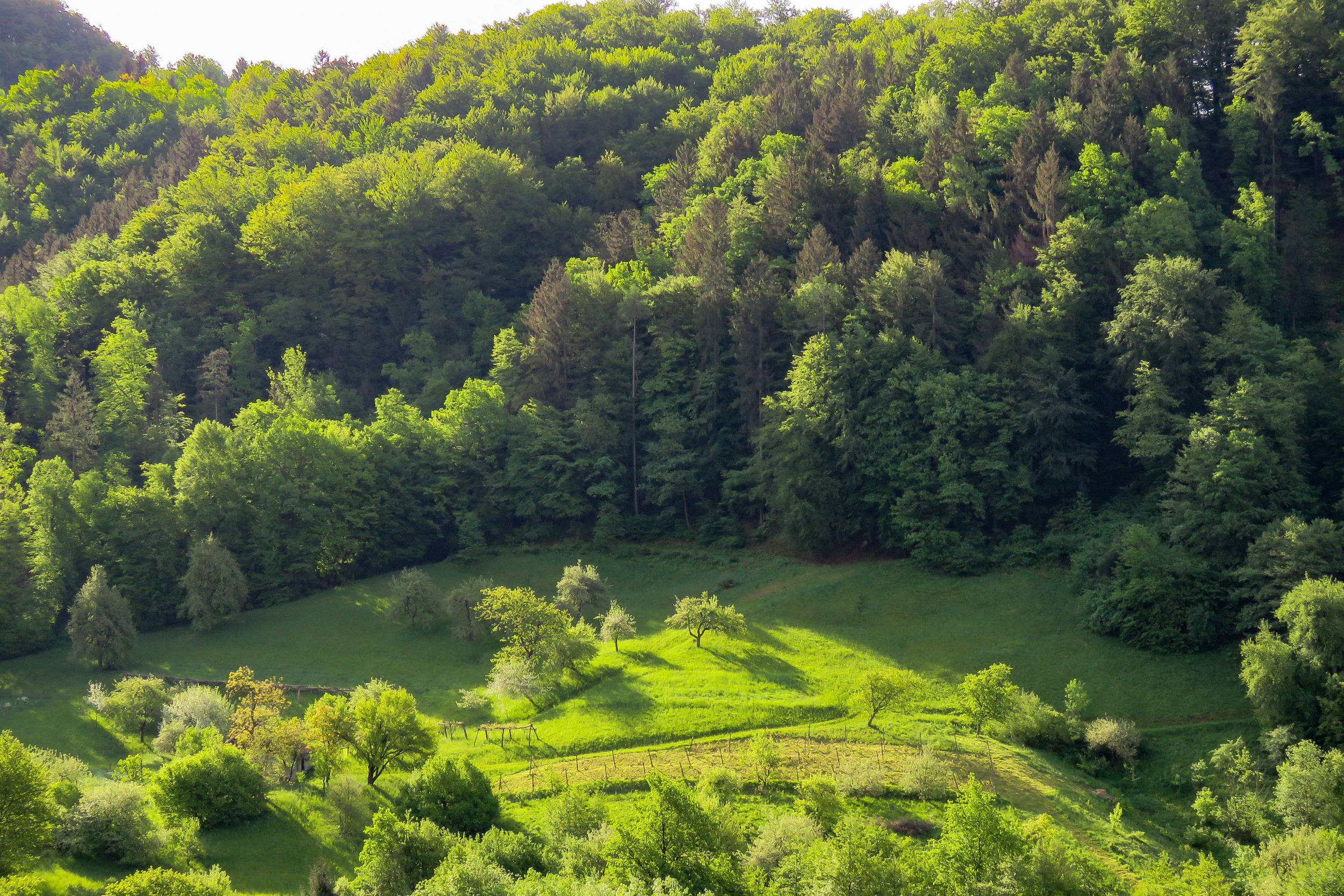 high-angle-view-trees-forest