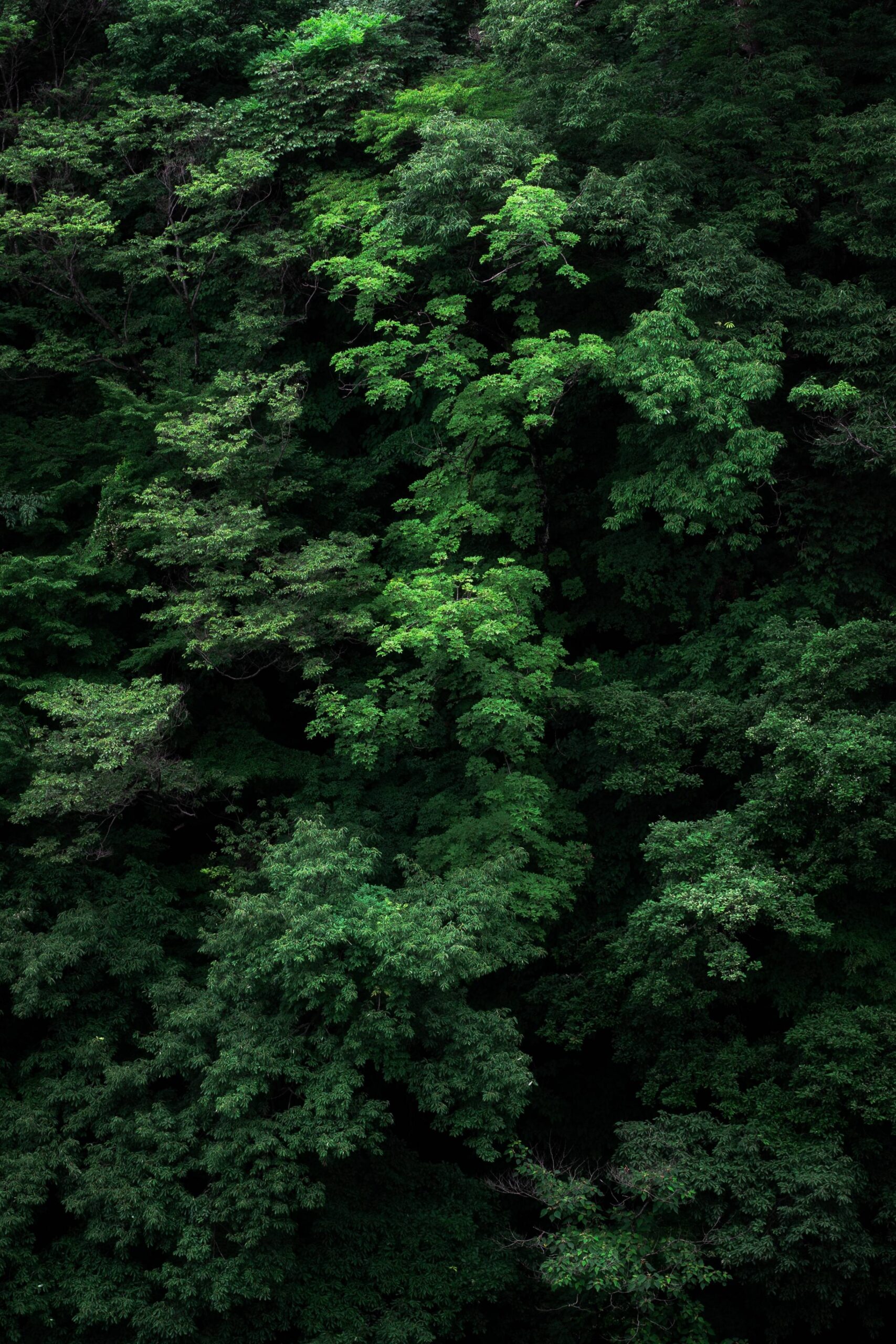 Vertical shot of the branches of green tree perfect for background